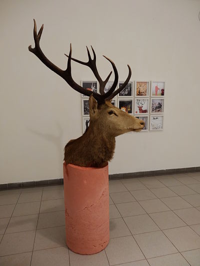 Cerf élaphe rouge corse